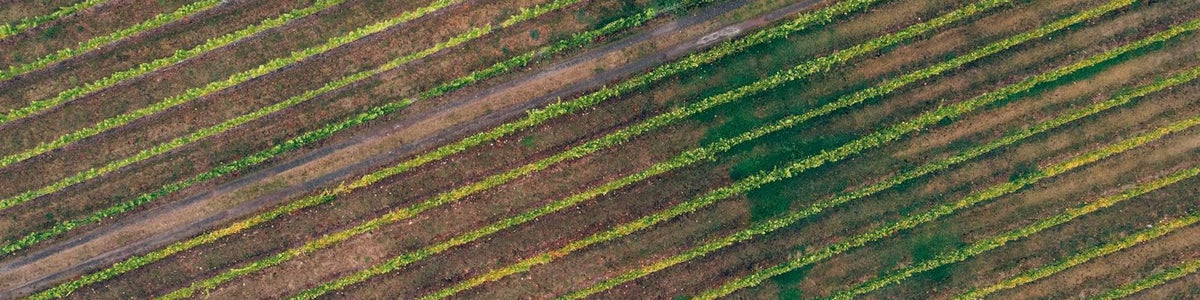 South Australia - White wine