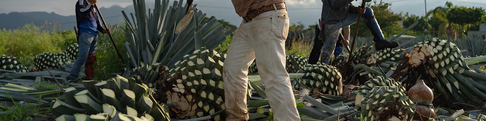 Workers harvesting large agave plants in a field, using tools to cut the leaves. The field is surrounded by greenery and mountains in the background.