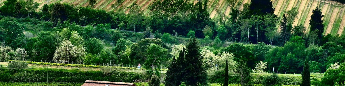 Umbria - White wine