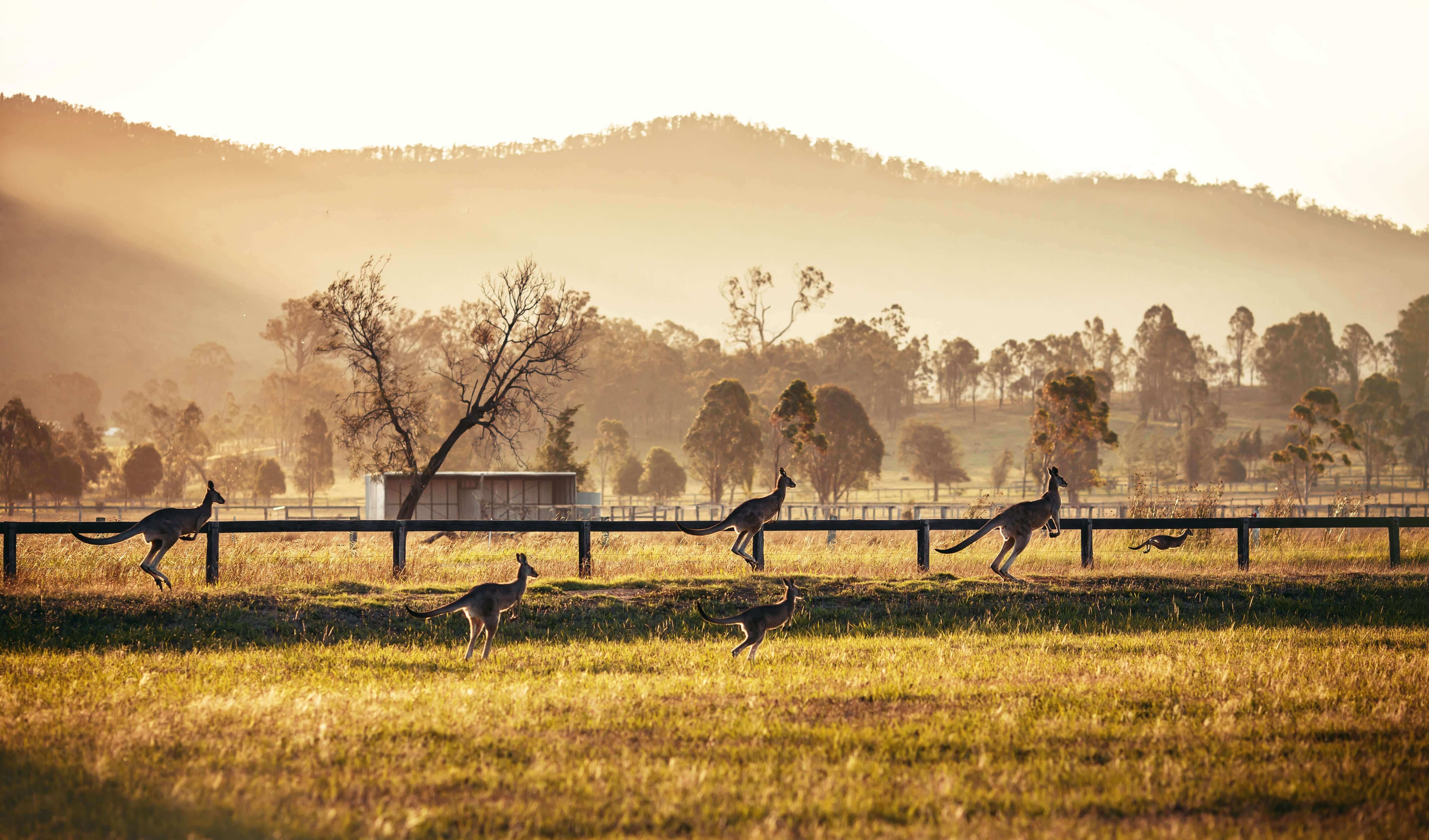A group of kangaroos hops across a grassy field under a sunrise. Trees and hills are in the background, with soft, golden light illuminating the scene.