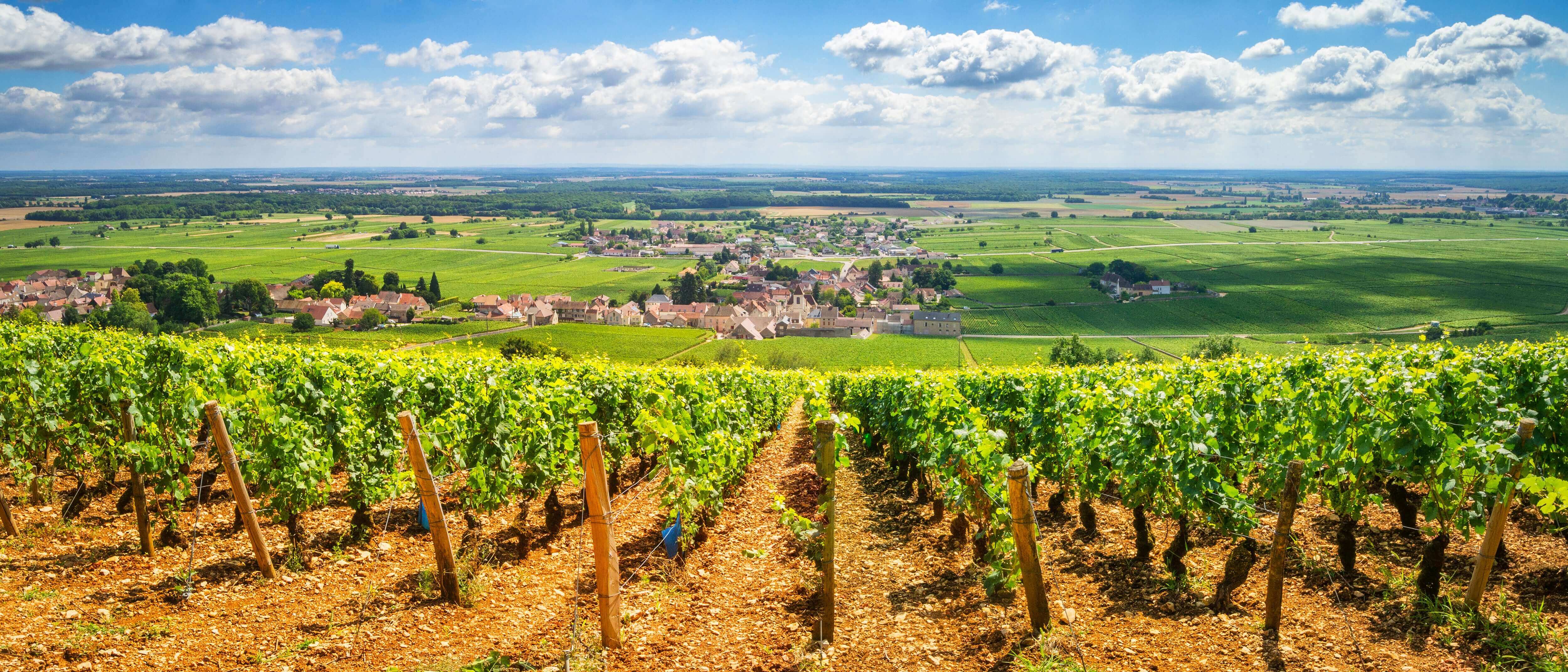 A picturesque vineyard stretching across rolling hills under a partly cloudy sky. Rows of grapevines lead to a quaint village in the distance, surrounded by lush green fields and a sprawling landscape.
