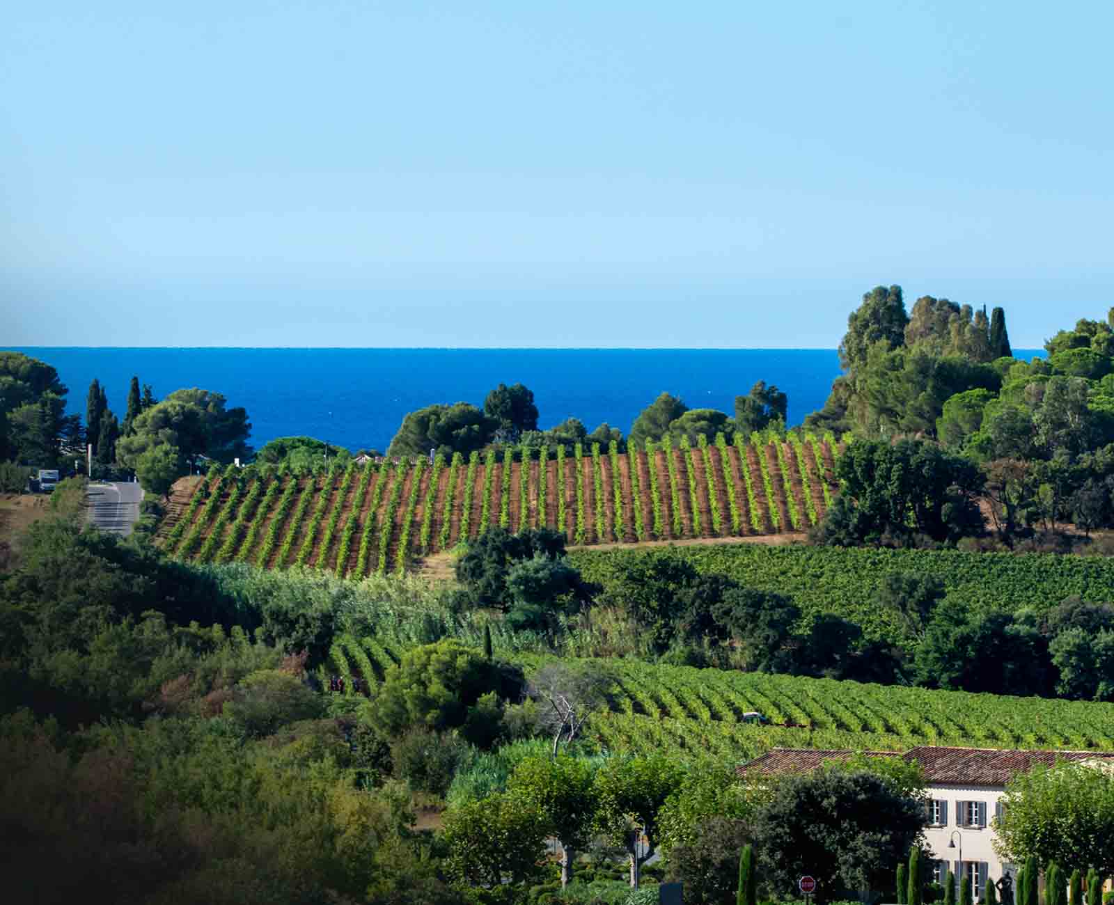 A scenic view of a vineyard with rows of grapevines stretching toward the horizon. Lush green trees border the vineyard, and beyond, the blue sea meets the clear sky. A white building is nestled among the foliage.