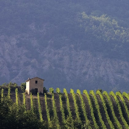 Rhône Valley Tasting